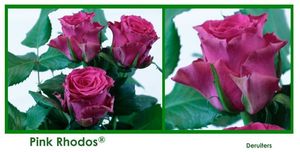 ROSE PINK RHODOS 40